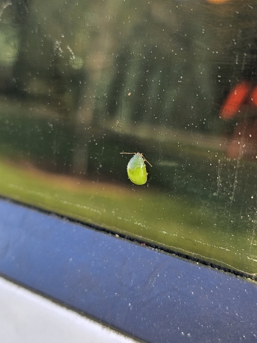 Lilly Pilly leaf beetle