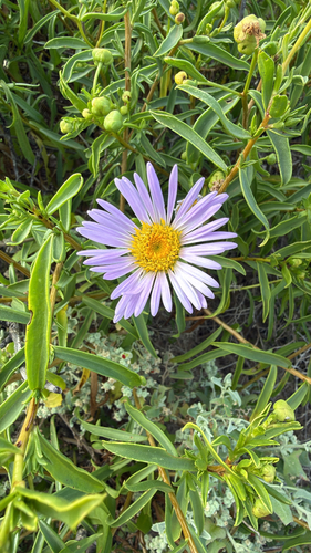 Pembertonia observed 2026-08-19