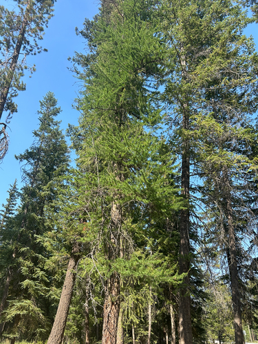 western larch