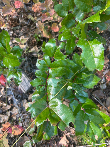 Oregon grape