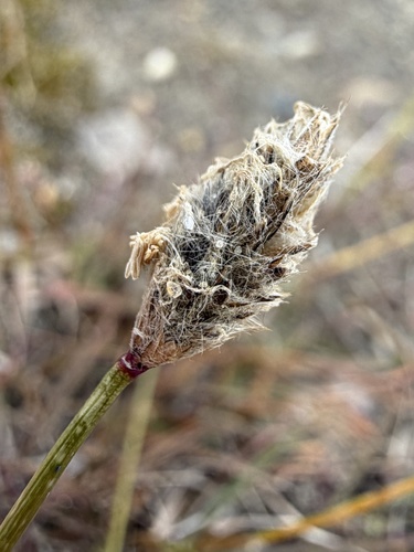 Alopecurus magellanicus, photograph 5