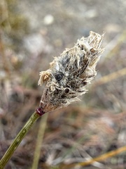 Alopecurus magellanicus, photograph (c) Matt Berger, some rights reserved (CC BY)