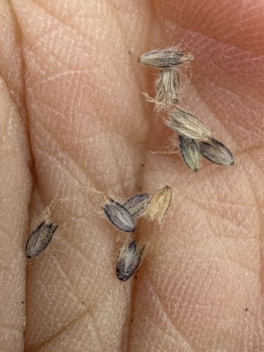 Alopecurus magellanicus, photograph 6