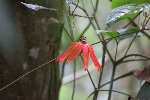 Passiflora vitifolia, photograph 5
