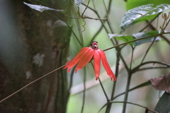 (c) Andrea Gantzer, some rights reserved (CC BY) Passiflora vitifolia, photograph (c) Andrea Gantzer, some rights reserved (CC BY)