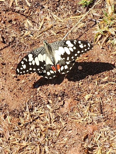 Lime Swallowtail