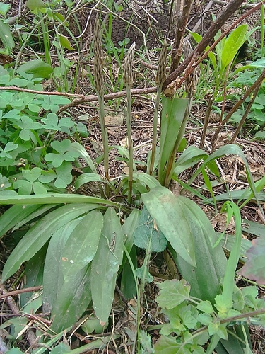 Cyclopogon elatus