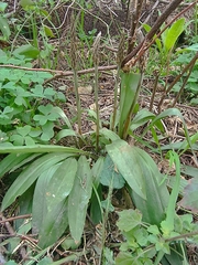 Cyclopogon elatus