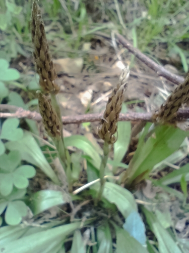 Cyclopogon elatus, photograph 2