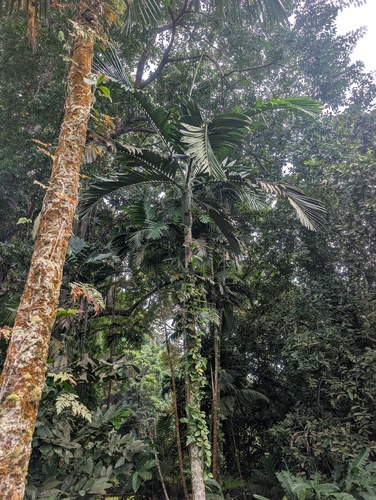 Chambeyronia macrocarpa observed 2026-08-17
