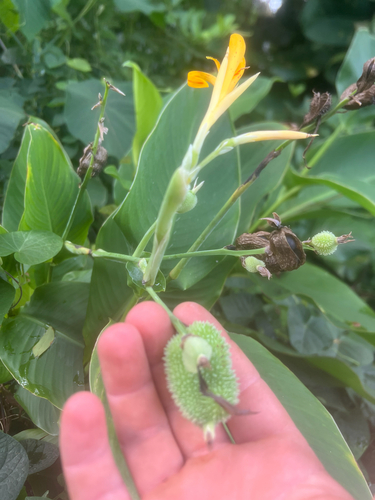 Canna indica observed 2026-08-18