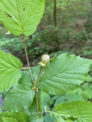 Phytoptus avellanae