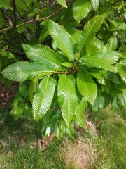 Angiospermae