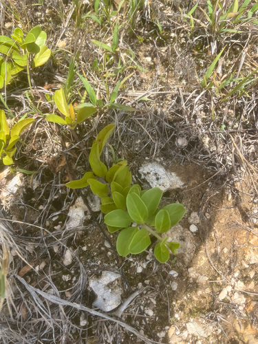 Jacquemontia sandwicensis observed 2026-08-18