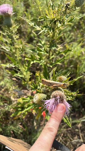Differential Grasshopper