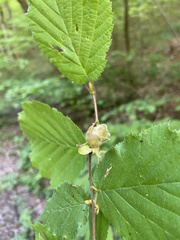 Phytoptus avellanae