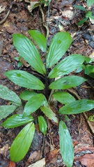 Pharus latifolius