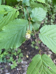 Phytoptus avellanae