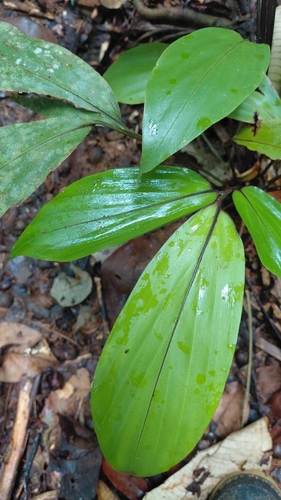 Pharus latifolius, photograph 2