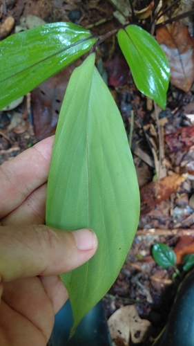 Pharus latifolius, photograph 3