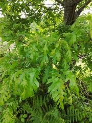 Angiospermae