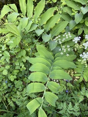 Polygonatum multiflorum