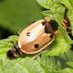 Dendroxena quadrimaculata