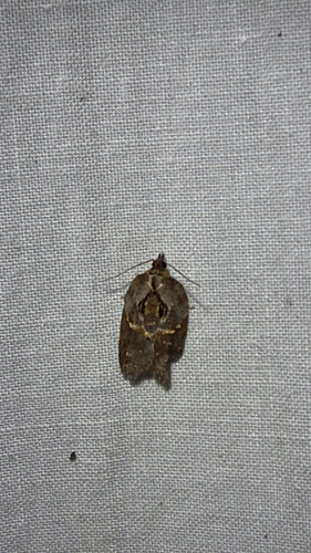 Robinson's Acleris Moth (Acleris robinsoniana)