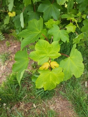 Acer pseudoplatanus