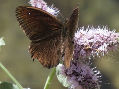 Satyrus actaea