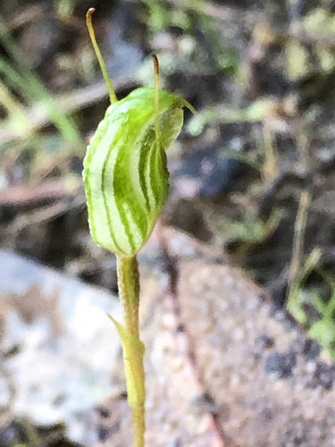 Trim Greenhood