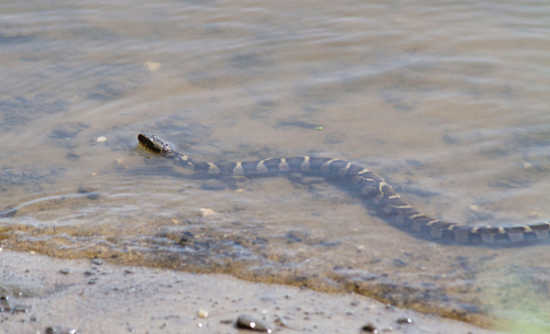 Common Watersnake