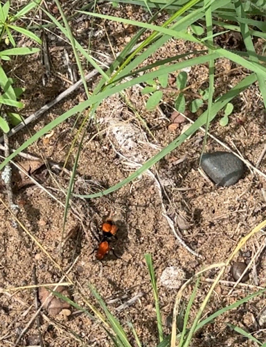 Common Eastern Velvet Ant