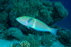 Hologymnosus doliatus