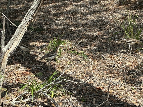 Bush Stone-curlew
