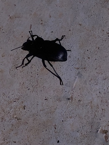 Red-backed Darkling Beetle photo 6