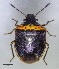 Cosmopepla uhleri