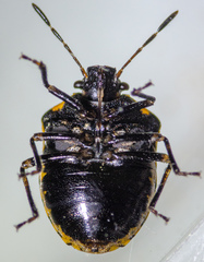 Cosmopepla uhleri
