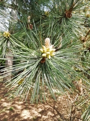 Pinus nigra laricio