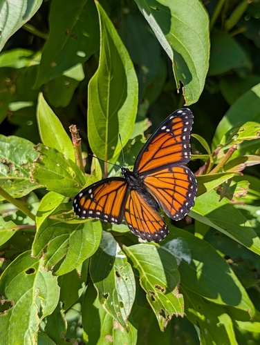 Viceroy