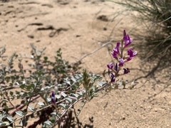 Astragalus lentiginosus
