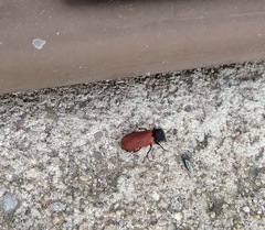 Bostrichus capucinus