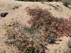Astragalus lentiginosus
