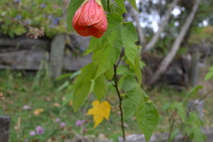 Abutilon insigne