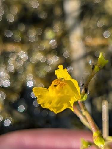 common bladderwort