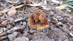 Gyromitra gigas