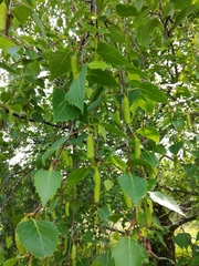 Angiospermae