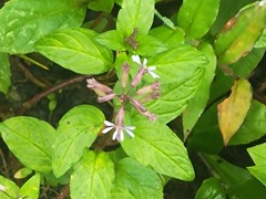 Cuphea racemosa, photograph (c) johnyochum, some rights reserved (CC BY)