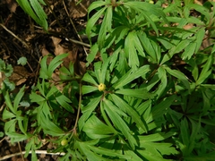 Anemonoides jenisseensis