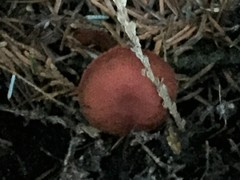 Cortinarius neosanguineus